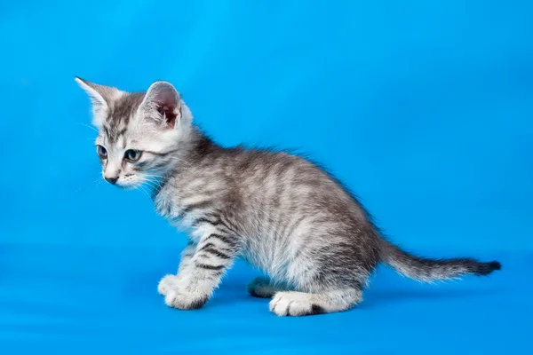 灰色の子猫 — ストック写真