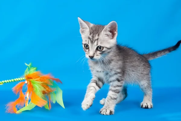 Gattino con un giocattolo — Foto Stock