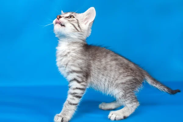 Gri kedi yavrusu — Stok fotoğraf