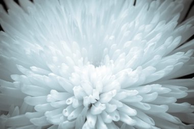 Close-up Chrysanthemum Flower clipart