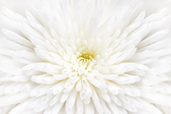 Close-up van witte chrysant bloem — Stockfoto
