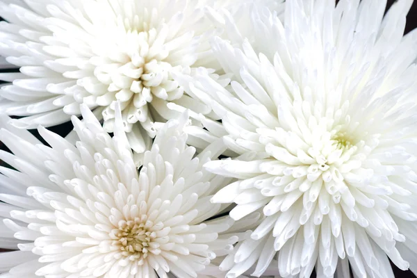 Närbild av vita krysantemum blomma — Stockfoto