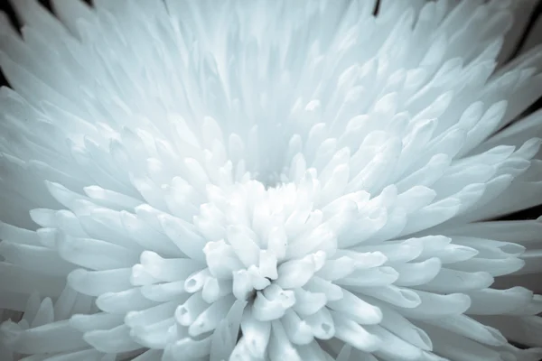 クローズアップ菊の花 — ストック写真
