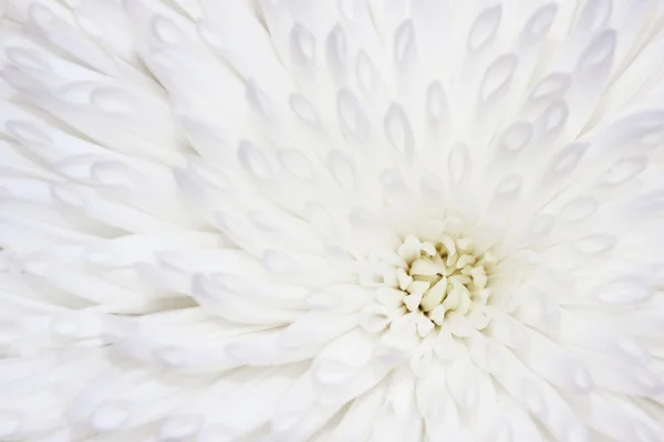 Nahaufnahme der weißen Chrysanthemenblüte — Stockfoto