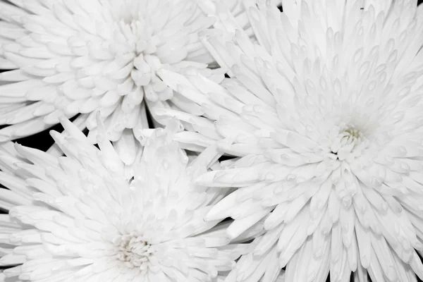 흰 국화 꽃의 근접 촬영 — 스톡 사진