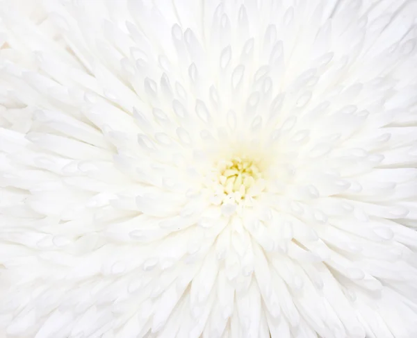 Gros plan sur la fleur blanche de chrysanthème — Photo