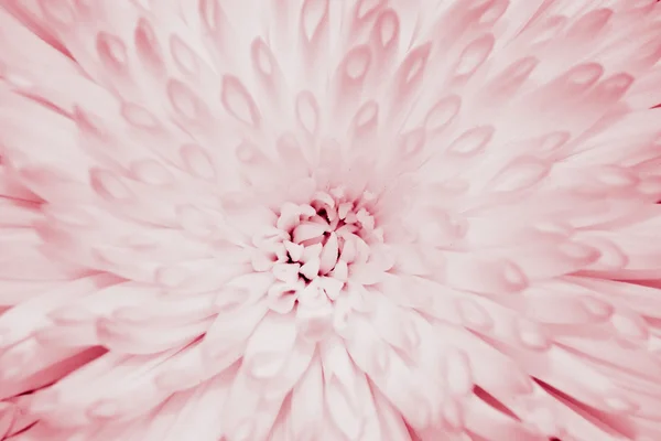 Close-up chryzantéma květ — Stock fotografie