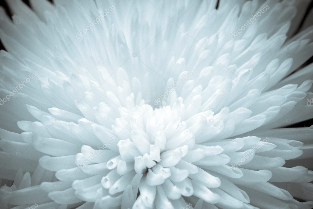 Close-up Chrysanthemum Flower