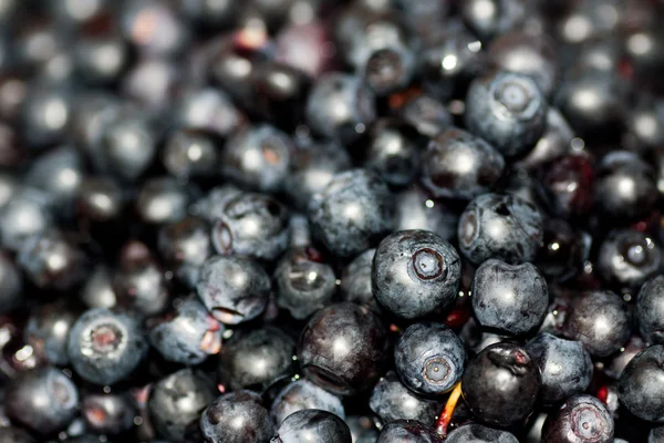 Background bilberry close up — Stock Photo, Image