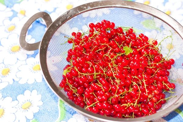 Red currant in a sieve — Stock Photo, Image