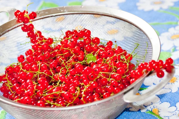 Red currant in a sieve — Stock Photo, Image