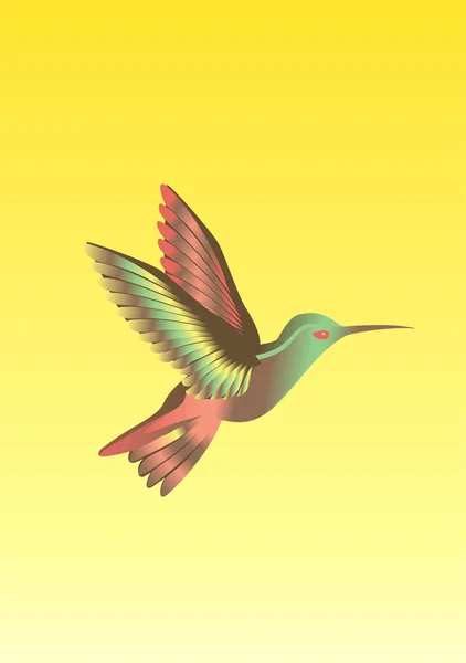 Colibri bird — Stock Vector