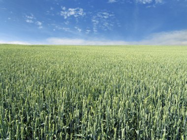 Immature wheat field clipart