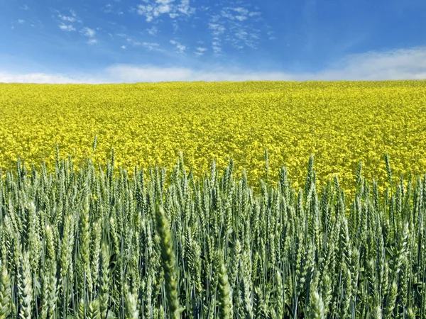 Изнасилование и пшеничное поле — стоковое фото