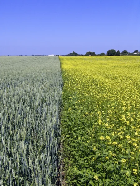 Campo de trigo e colza — Fotografia de Stock