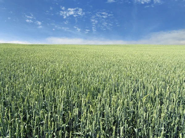 Незрелое пшеничное поле — стоковое фото