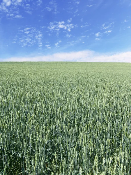 Olgunlaşmamış buğday alan dikey — Stok fotoğraf