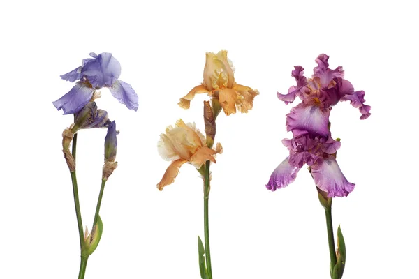 stock image Bouquet of iris flowers