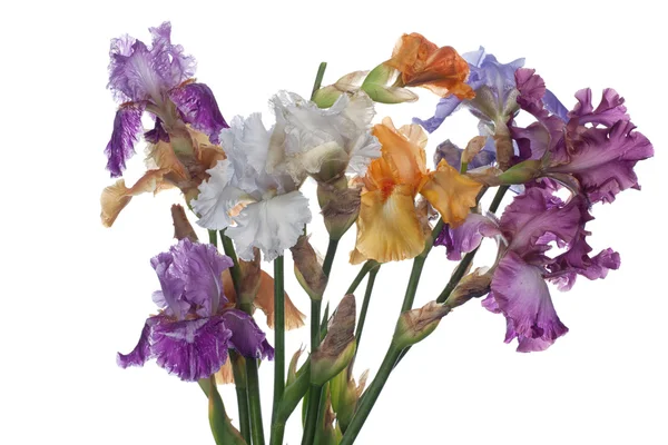 Bouquet of iris flowers — Stock Photo, Image