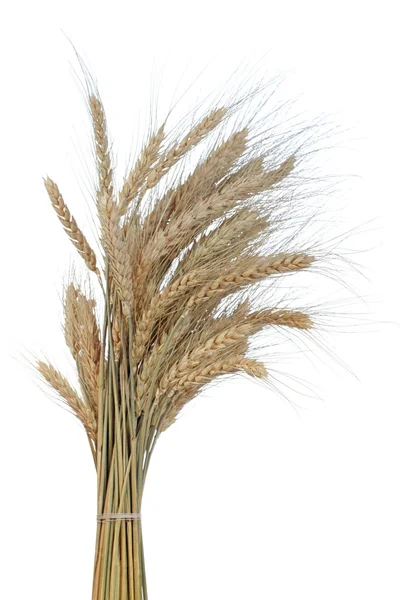 Orelhas de trigo — Fotografia de Stock