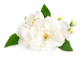 Bílé květy jasmínu