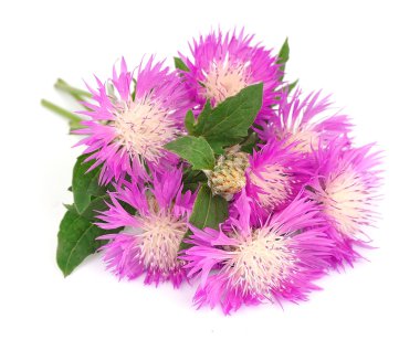 Thistle çiçek