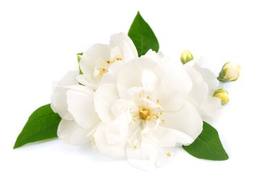 White flowers of jasmine clipart
