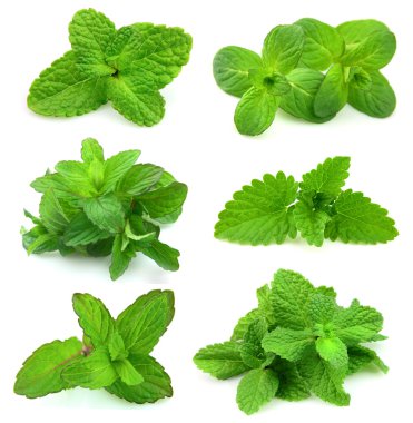 Collection for fresh mint clipart