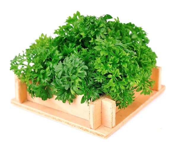 Curly parsley in the wooden box — Stock Photo, Image