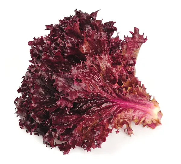 Frischer roter Salat — Stockfoto