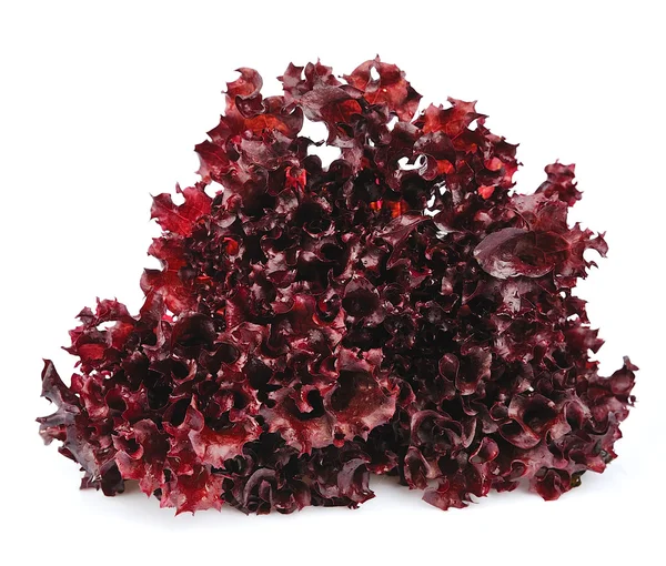 Fresh red lettuce salad — Stock Photo, Image