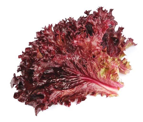Friss piros saláta — Stock Fotó