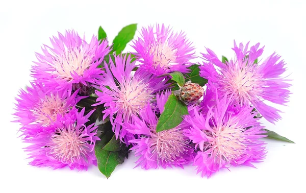 Thistle blommor — Stockfoto