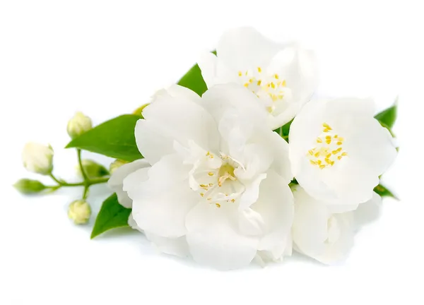 Vita blommor av jasmin — Stockfoto