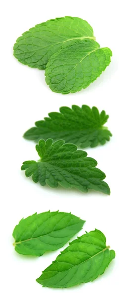 Collage from fresh mint — Stock Photo, Image
