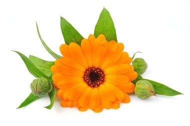 Calendula çiçekler