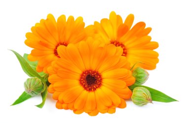 Calendula flower isolated clipart