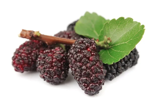 Mulberry branch — Stockfoto