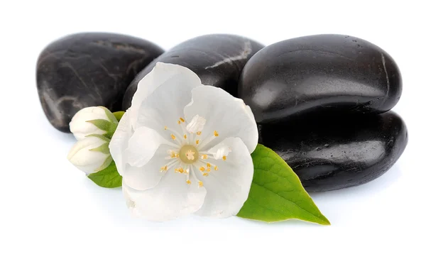 Квітка жасмину з каменем — стокове фото