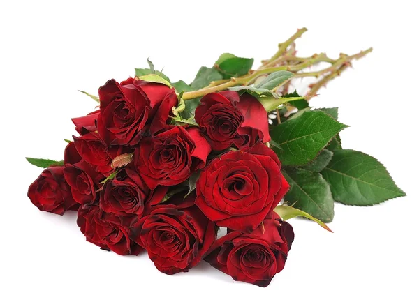 Hermosas rosas rojas —  Fotos de Stock