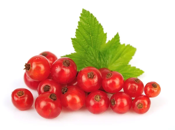 Red Currant — Stock Photo, Image