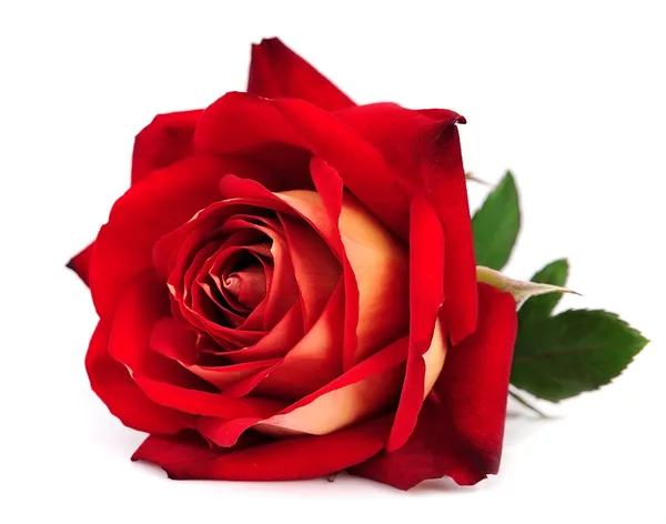 Une rose rouge images libres de droit, photos de Une rose rouge |  Depositphotos