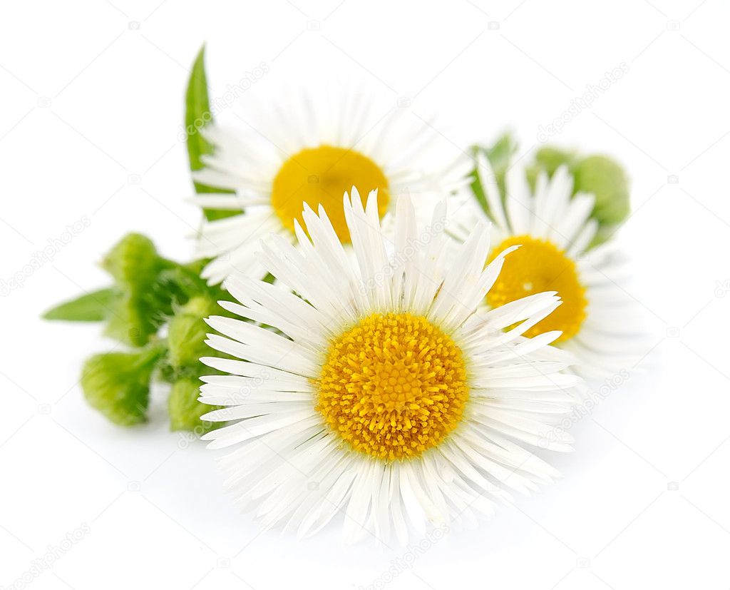 Chamomile with leaves