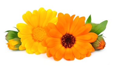 Marigold çiçek