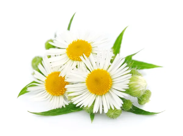 Chamomile with leaves — Stock Photo, Image