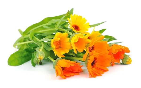 Calendula of flowers — Stock Photo, Image