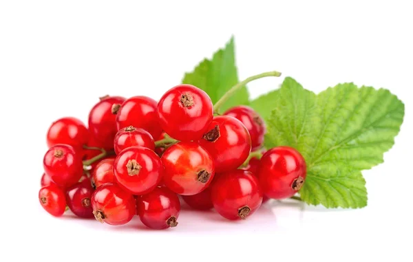Red currants isolated — Stock Photo, Image