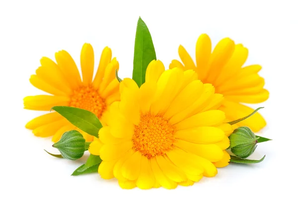 Marigold λουλούδι απομονωθεί — Φωτογραφία Αρχείου