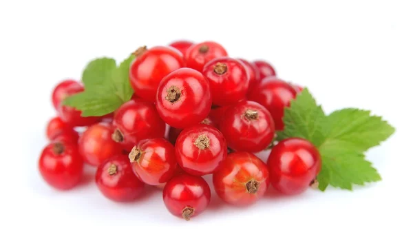 Currant with leafs — Stock Photo, Image