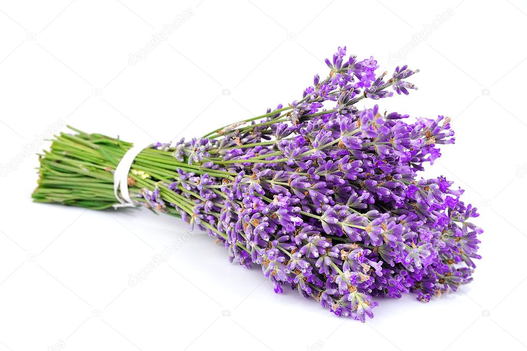 Bouquet of a fragrant lavender